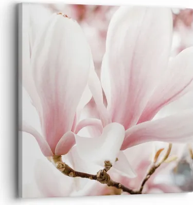Produktbild von Bild auf Leinwand - Leinwandbild - Einteilig - Zweig Magnolie Blume - 30x30cm - Wand Bild - Wanddeko - Wandbilder - Leinwanddruck - Bilder - Wanddekoration - Leinwand bilder - Wandbild - AC30x30-4538