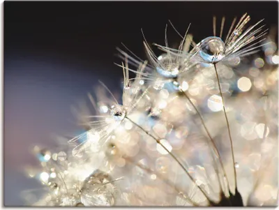 Produktbild von ARTland Leinwandbild Pusteblume Fantasie Größe: 60x45 cm