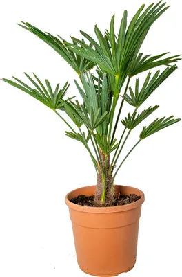 Zdjęcie produktu dla Bloomique - Trachycarpus Wagnerianus - Palma wachlarzowata - Palma mrozoodporna - Rośliny ogrodowe - 60-80 cm wysokości - doniczka 21 cm
