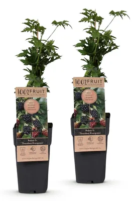 Image de Green boutiQ - Arbre fruitier - Rubus fruticosus Thornless Evergreen - Mûrier - Sans épines - Mûre noire - 2 plants - Pot de 15 cm - Hauteur 50 cm