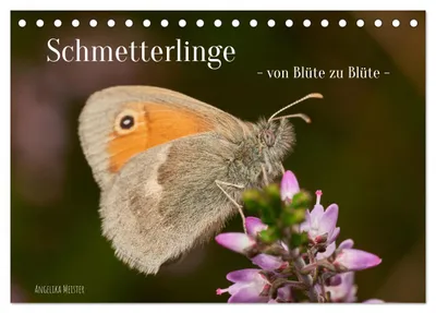 Produktbild von Schmetterlinge - von Blüte zu Blüte - (Tischkalender 2027 DIN A5 quer), CALVENDO Monatskalender
