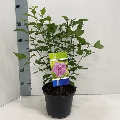 Productafbeelding van Hibiscus syriacus 'Ardens' - Tuinroos | 40-50 cm in pot