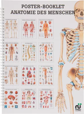 Produktbild von Anatomie des Menschen Mini-Poster Booklet Anatomie 34x24 cm, 12 Poster