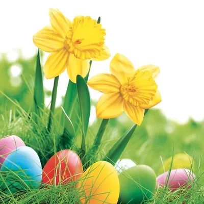 Produktbild von 20 Servietten Daffodils with Colourful Eggs - Ostereier an gelben Narzissen 33x33cm