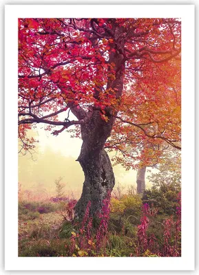 Produktbild von Poster - Poster ohne Rahmen - Baum Natur Wiese - 50x70 cm - Wand Bild - Wanddeko - Wandbilder - Kunstposter - Wandposter - Bilder - Kunstdruck - Wanddekoration - Wandbild - P2XPA50x70-3658