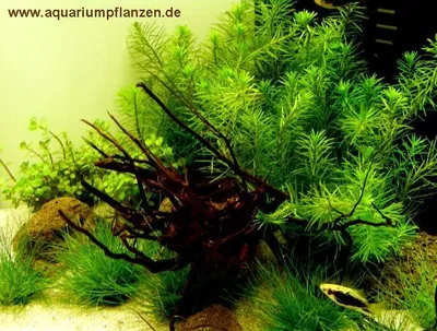 Produktbild von Nano IV, Set Aquarium 30-40 l Pflanzen, Kies, Deko