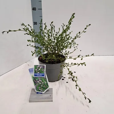 Immagine prodotto di Ceanothus impressus 'Victoria' - Floribunda | 25-30 cm in vaso