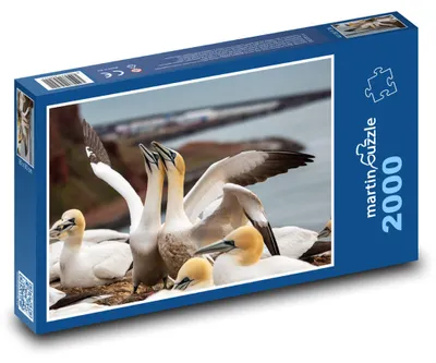 Zdjęcie produktu dla Puzzle 2000 Ptaki morskie na klifie - martinpuzzle