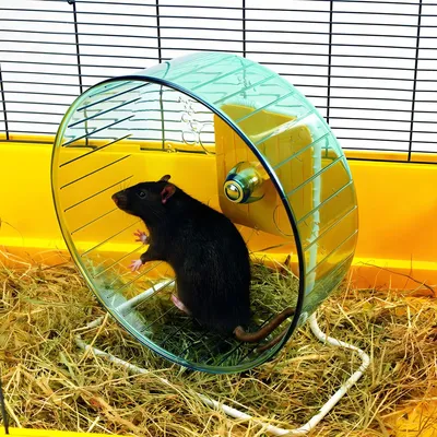 Image de Savic Hamsterrolle 'Rolly Giant' Ø 27.5 cm
