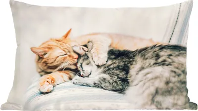 Produktbild von MuchoWow® Zierkissen Sofakissen Wohnzimmer Dekokissen 50x30 cm Katzen - Sofa - Wohnzimmer - Wohnzimmerdekoration - Polster mit Photo