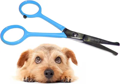 Image de Petite paire de ciseaux de finition avec embout arrondi, 11,4 cm, pour chiens, chats et tous les animaux de compagnie