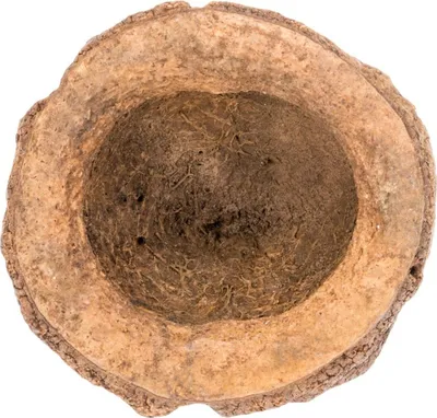 Produktbild von Chapeuzinho Natur Größe ca. 7cm | Holopyxidium latifolium