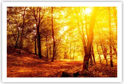 Produktbild von Poster - Poster ohne Rahmen - Wald Baum Natur - 91,5x61 cm - Wand Bild - Wanddeko - Wandbilder - Kunstposter - Wandposter - Bilder - Kunstdruck - Wanddekoration - Wandbild - P2XAA91x61-3722