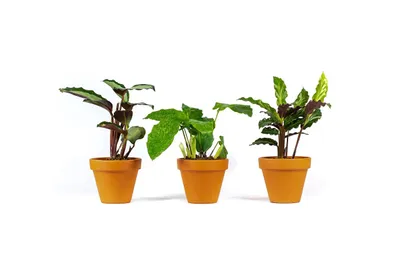 Obrázek produktu pro Gardners Set 3 ks rostlin Calathea mix, průměr 6-7 cm