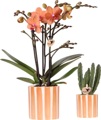 Image de Kolibri Company | Ensemble végétal Orange Phalaenopsis Orchidée Bolzano et plante succulente, pots décoratifs en céramique inclus