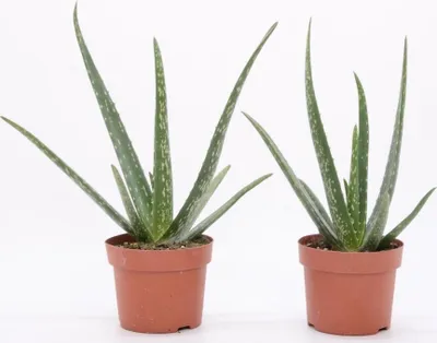 Produktbild von Aloe Vera Pflanze 25 cm - echter Aloe Vera - Zimmerpflanze