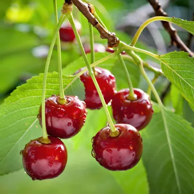 Obrázok produktu pre Čerešňa Prunus avium Regina – červená čerešňa, ovocný strom, priemer 21 cm, výška 90 cm, sladká