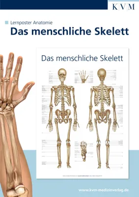 Produktbild von Anatomie Lernposter. Das menschliche Skelett