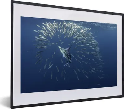 Produktbild von MuchoWow® MuchoWow® Gerahmtes Poster Fisch - Schwertfisch - Wasser 40x30 cm - Poster mit zchwarzem Bilderrahmen - Bilderrahmen - Poster im Rahmen