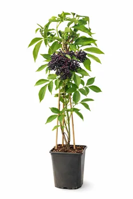 Produktbild von Holunder Haschberg 50–70 cm – Schwarzer Holunder (Sambucus nigra) – winterhart, ertragreich, Beerenstrauch für Garten & Kübel