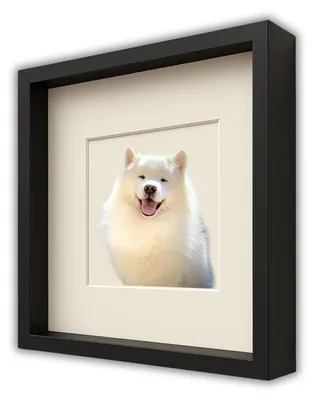 A framed picture of a white dog.