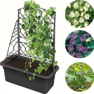 Produktbild von Blumentopf mit Pergola mit Gestell Kübel Blumenkasten Garten Pflanzkübel mit Rankhilfe groß Kunststoff anthrazit 58x78cm Topf für Weinreben, Kletterblumen