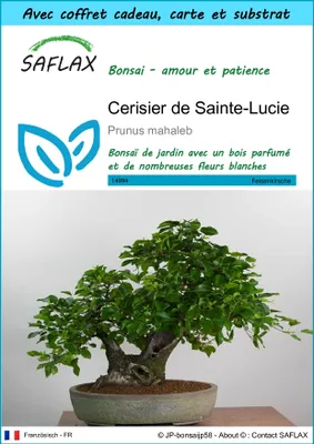 Image de SAFLAX Ensemble-cadeau - Cerisier de Sainte-Lucie - 30 graines - Prunus