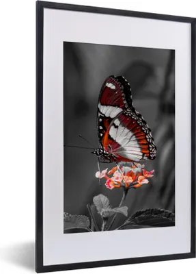 Produktbild von MuchoWow® Gerahmtes Poster Schmetterling - Tiere - Blumen - Schwarz und weiß - Orange 40x60 cm - Poster mit Schwarzem Bilderrahmen Wandposter Rahmen Foto Bilder - Poster in Rahmen