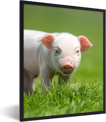 Produktbild von MuchoWow® Gerahmtes Poster Ferkel - Kaninchen - Tiere 60x80 cm - Poster mit Schwarzem Bilderrahmen Wandposter Rahmen Foto Bilder - Premium - Wanddeko Wohnzimmer