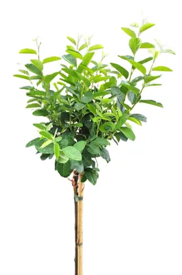 Obrázek produktu pro Hrušeň skalní Amelanchier lamarckii - Rainbow Pillar - Vysoký stonek 80 - 100 cm