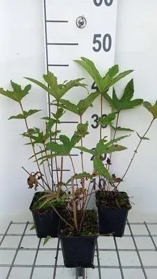Obrázok produktu pre 6 x Filipendula rub. 'Venusta' - lúčny kvet - kvetináč 9 x 9 cm