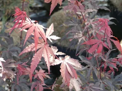 Produktbild von Ahorn palmatum Brand's Dwarf - Japanischer Fächerahorn Brand's Dwarf - 40-60