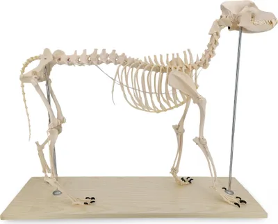 Produktbild von Großes Hundeskelett Anatomie Modell Länge ca 100cm Ganzkörper auf Stativ