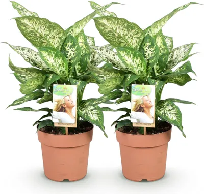 Produktbild von Dieffenbachia Compacta – Bunte Dieffenbachia – 2 Pflanzen – 45-50cm – 17cm