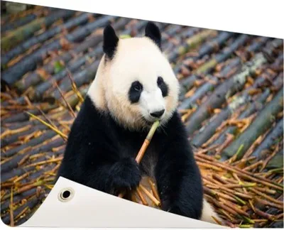 Produktbild von Gartenposter - 120x80 cm - Riesenpanda frisst Bambus  - Modernes Wandbilder - Wilde Tierposter