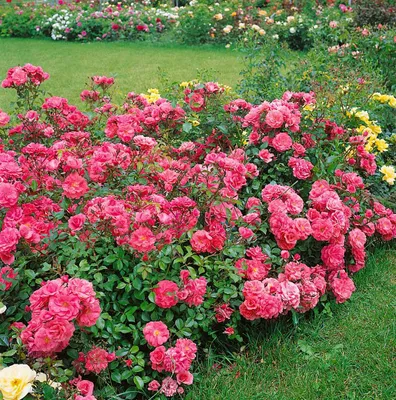Produktbild von Rosa 'Bad Birnbach', Edelrose, rosa, 5-7,5 Liter Container