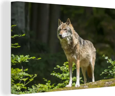 Produktbild von OneMillionCanvasses® - Leinwandbilder - 140x90 cm, Wolf - Wald - Tiere, Wandbilder Kunstdruck Wanddekoration