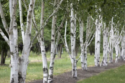 Produktbild von Betula utilis, Himalaya-Birke, 100–150 cm