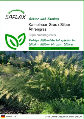 Produktbild von SAFLAX - Kamelhaar-Gras / Silber-Ährengras - Stipa calamagrostis - 50 Samen