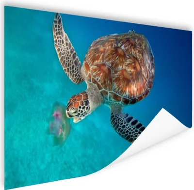 Produktbild von MuchoWow® Poster Grüne Schildkröte mit Qualle 60x40 cm - Schlafzimmerdekoration