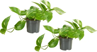 Produktbild von 2er Set - Scindapsus Aureum - Efeutute - Hängepflanze - Zimmerpflanzen - Kletterpflanzen für drinnen - Pflegeleicht - Höhe 10-20 cm - Topf 12 cm