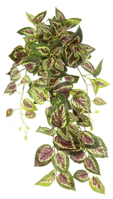Image de Plante suspendue artificielle de type « Buntnessel », guirlande de lierre, plante suspendue artificielle, plante suspendue, plante d'intérieur, plante grimpante, lierre, 151724GNR, env. 80 x 28 x 26 cm