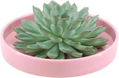 Produktbild von Echeveria Pulidonis Rootless Ø20cm Rosa Schale Schnitt-Sukkulente Zimmerdeko