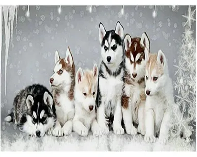 Immagine prodotto di Kit per dipinto a diamante 5D, motivo: cani Husky, 50x40 cm, quadrati, tela per ricamo con diamanti, pittura "fai da te" per adulti
