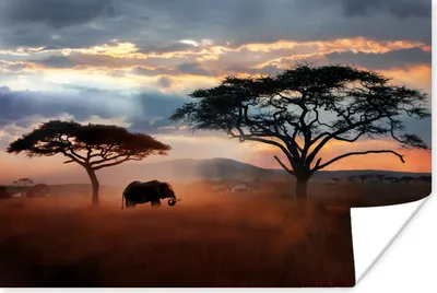 Produktbild von MuchoWow® Poster Elefant - Baum - Berg - Afrika 90x60 cm - Schlafzimmer