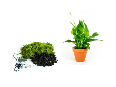 Obrázok produktu pre Gardners Kokedama "Vyrob si sám" Spathiphyllum (M)