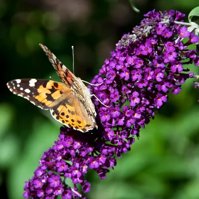 Produktbild von GreenboutiQ -  Schmetterlingsflieder Winterhart - Buddleja davidii Purple Emperor - Blüte Lila - 1 Pflanze - Laubabwerfend - Schmetterlingsanziehend - Topf 17cm Höhe 25cm