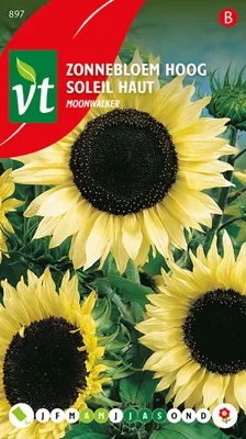 Immagine prodotto di Semi di girasole Moonwalker - Circa 1 gr | VT_897