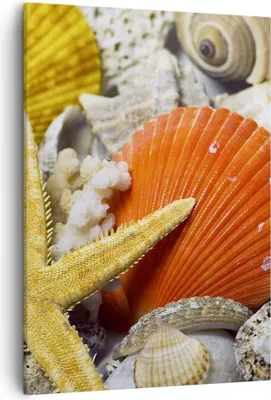 Produktbild von Bild auf Leinwand - Leinwandbild - Einteilig - Seashell Meer Strand Sand - 50x70cm - Wand Bild - Wanddeko - Wandbilder - Leinwanddruck - Wanddekoration - Leinwand bilder - Wandbild - PA50x70-0456