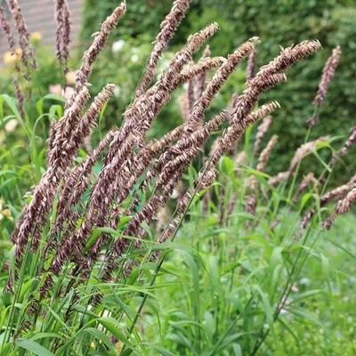 Obrázek produktu pro 6 x Perlgras  - Melica altissima 'Atropurpurea'  | Topf 9cm x 9cm